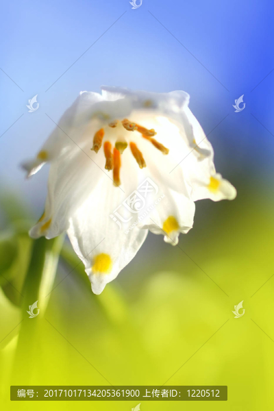 雪花蓮