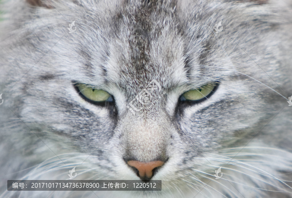 katzenportrait