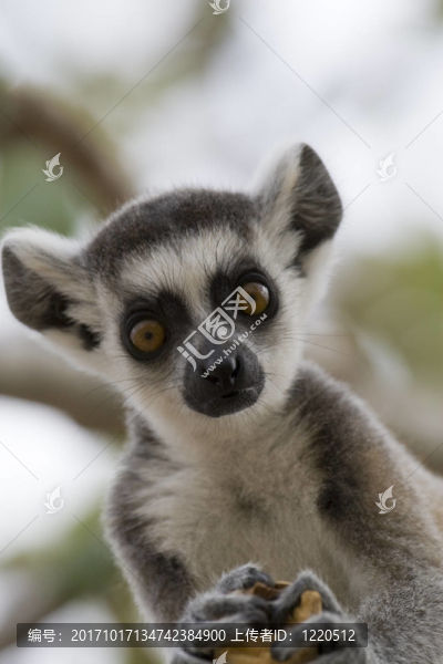 動物皮毛
