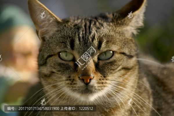 貓
