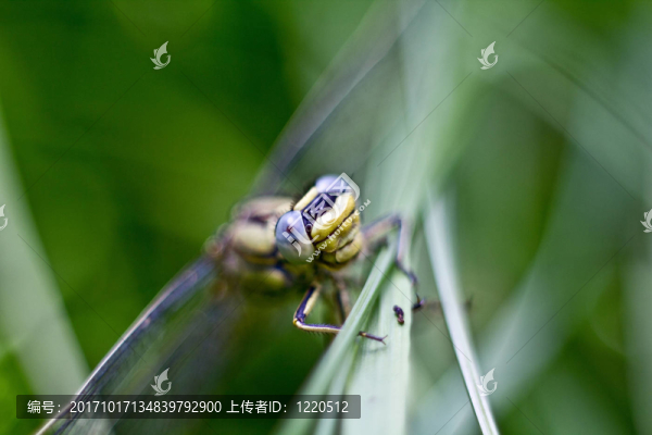 蜻蜓眼