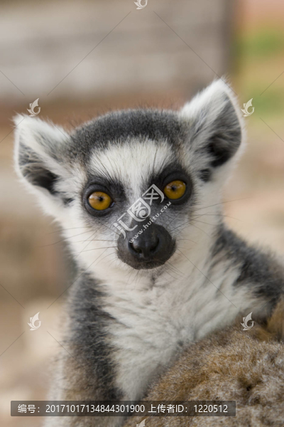 動物皮毛