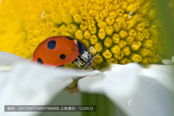 瓢蟲