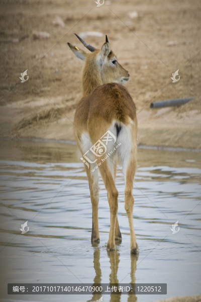 動物