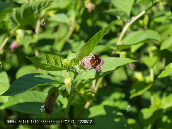 -顛茄顛茄顛茄