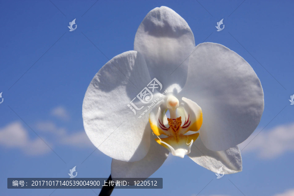 蘭花