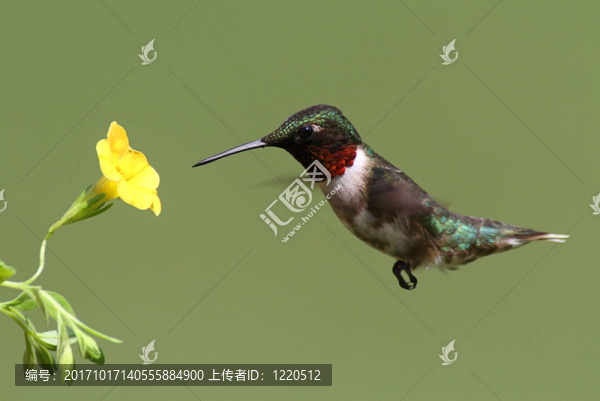 花卉