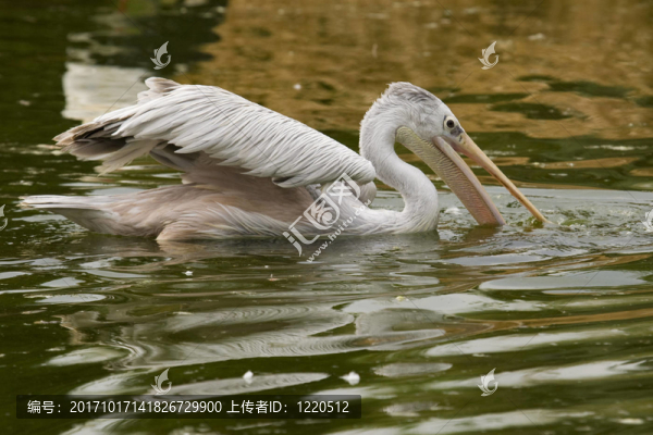 鳥