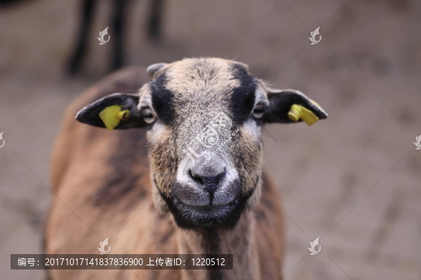 山羊