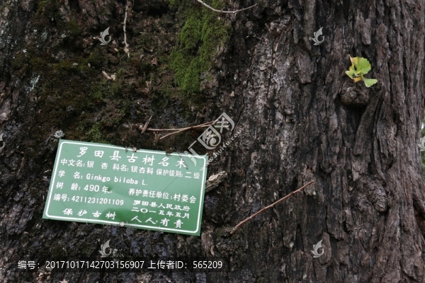 銀杏-匯圖網(wǎng) www.fosd68.com 銀杏