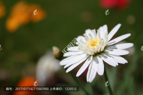 flowerpower