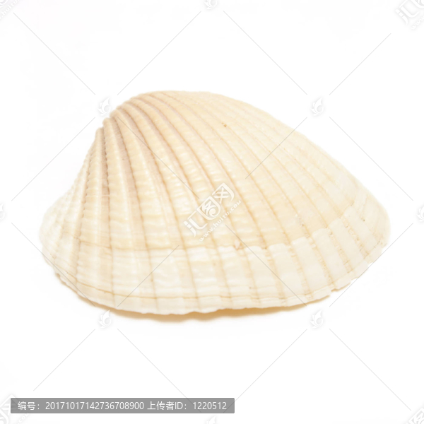 殼