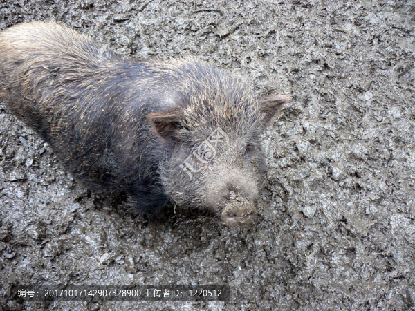 hngebauchschwein（野豬）