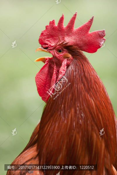 雞鳴