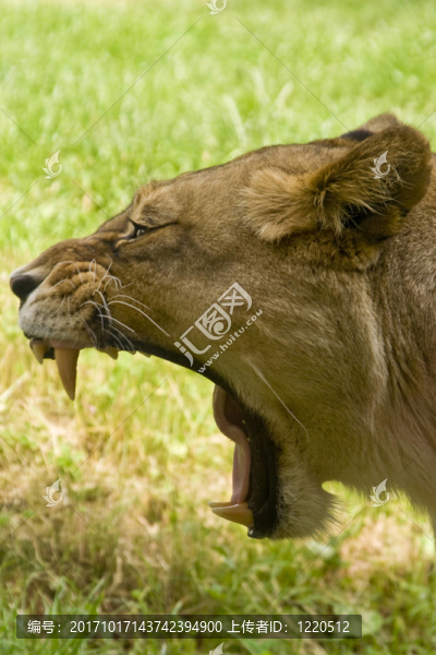 母獅