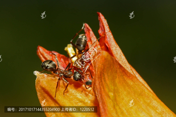 螞蟻在feuerlilien