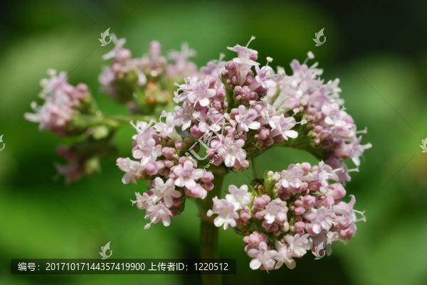 纈（纈草）