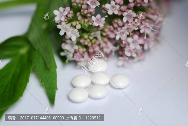纈（纈草）
