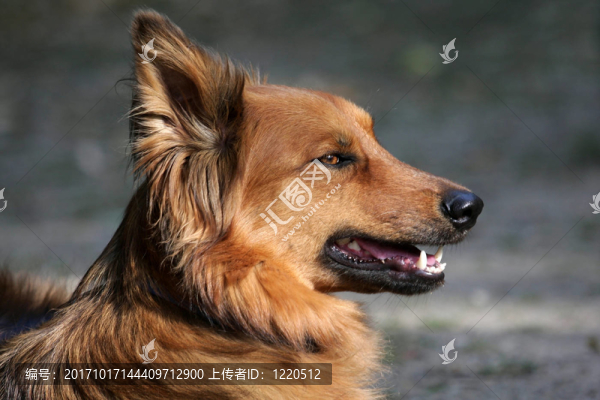 hundeportrait