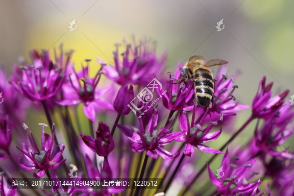 蔥與蜜蜂