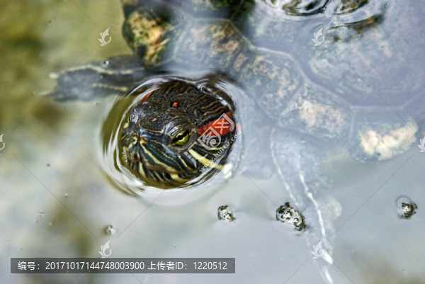 龜在水