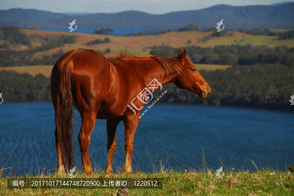 隨著大湖觀點(diǎn)Quarterhorse