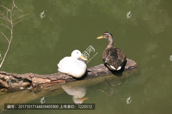 鳥