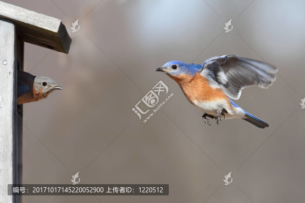 藍(lán)鳥(niǎo)