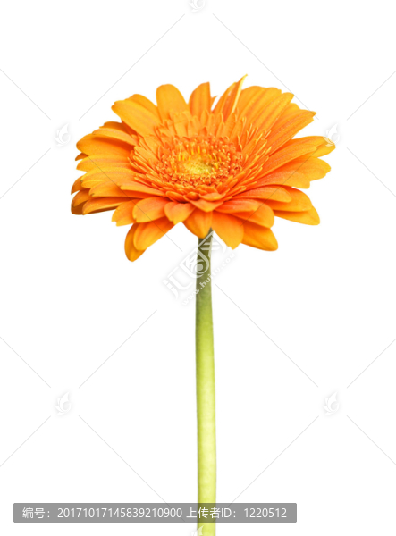 孤立的非洲菊