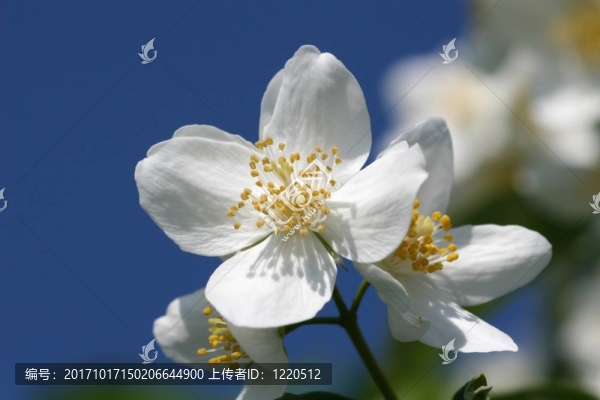 茉莉花