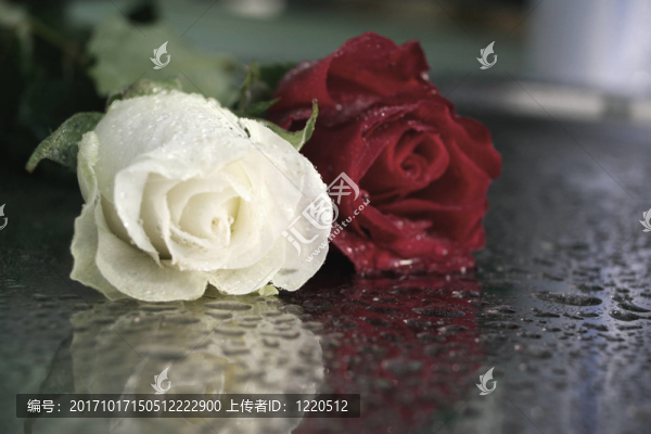 羅森-匯圖網(wǎng) www.fosd68.com 羅森