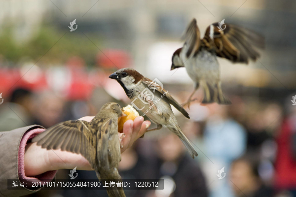 鳥