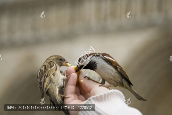 鳥