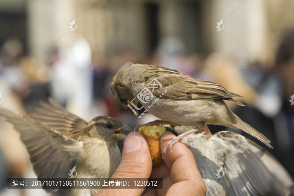 鳥