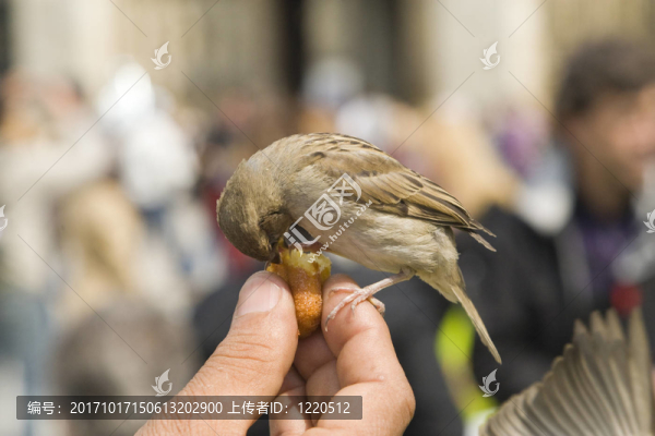 鳥