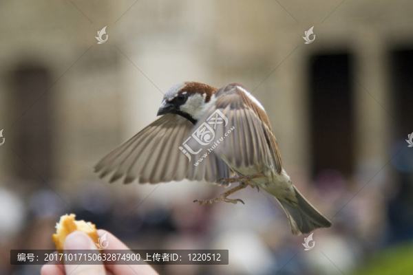 鳥