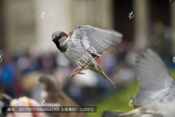 鳥