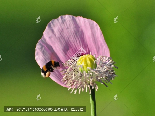 大黃蜂飛向罌粟116718