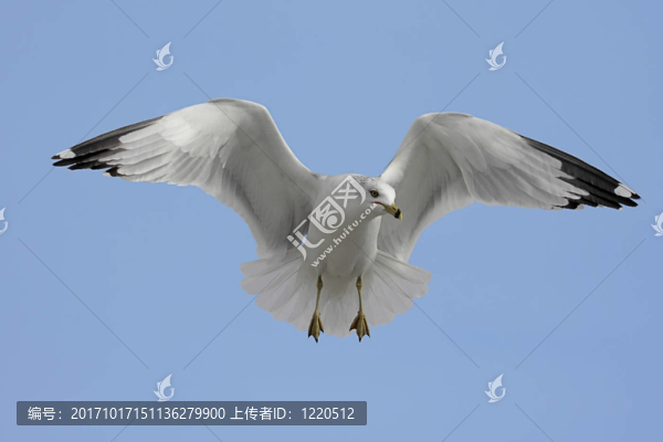 動(dòng)物