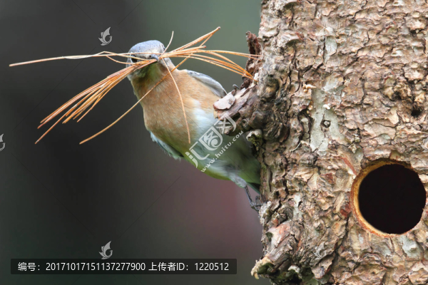藍鳥