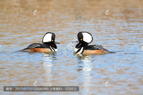 野生鳥類