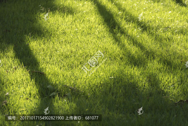 草地陽(yáng)光
