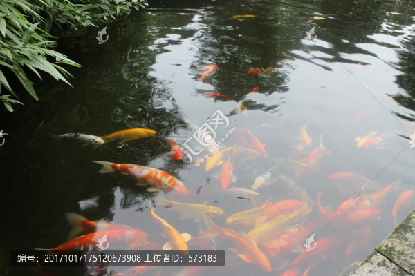 鯉魚
