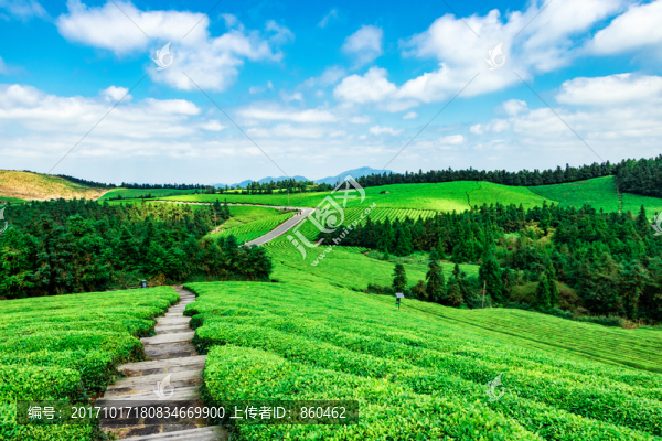 茶園風(fēng)光