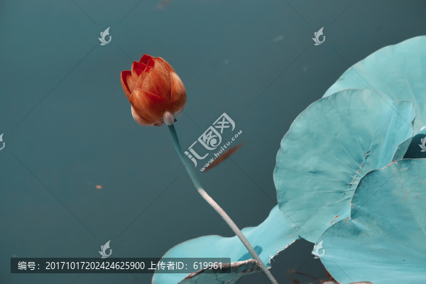 墨荷