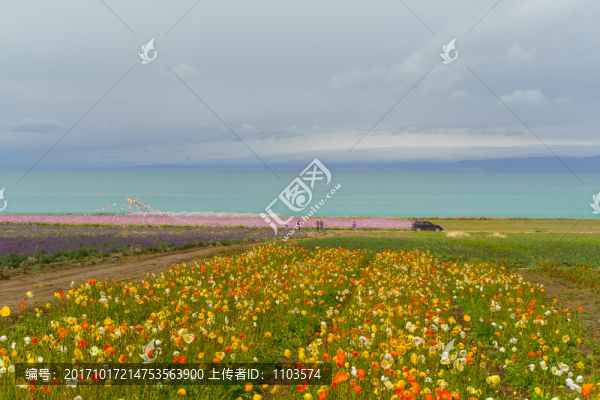 青海湖,（10）
