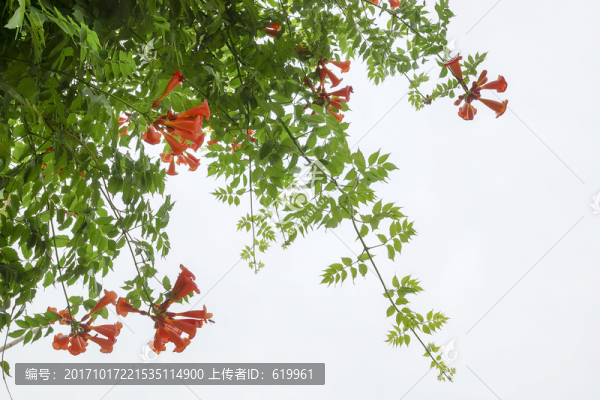 凌霄花