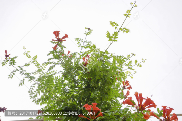 凌霄花