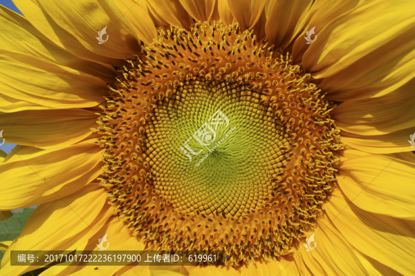 向日葵