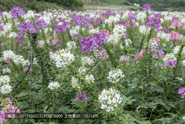 花卉